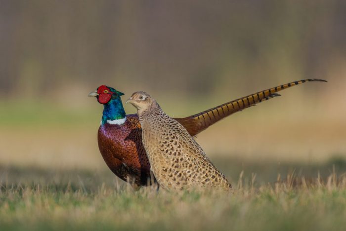Kinh tế Kỳ Anh: kỹ thuật nuôi chim trĩ bảy màu và chim trỉ đỏ