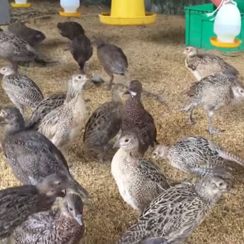 Kinh nghiệm nuôi chim trĩ thành công | Farmvina Nông Nghiệp