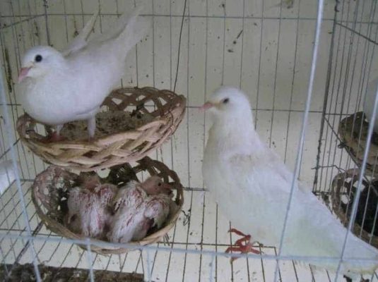 Cách nuôi chim bồ câu Pháp từ con dế hiệu quả