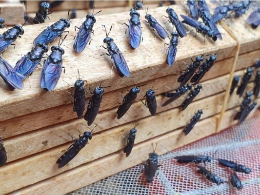 Hiệu quả nuôi ruồi đen ở miền Bắc như thế nào?